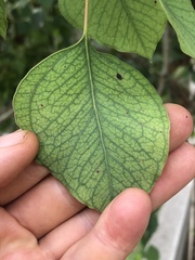 Eucalyptus baueriana