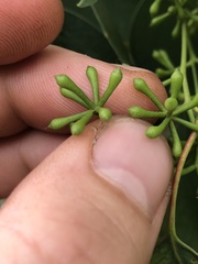 Eucalyptus baueriana