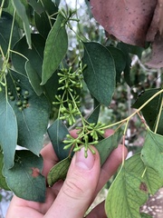 Eucalyptus baueriana