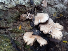 Candolleomyces tuberculatus