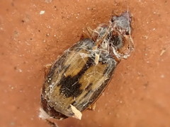 Philophlaeus luculentus