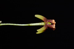 Croomia pauciflora
