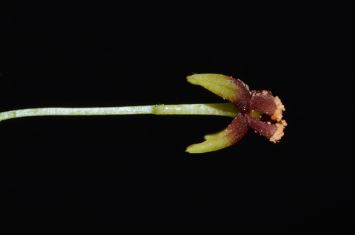 Image of Croomia pauciflora by (c) Brian Finzel, some rights reserved (CC BY-SA)