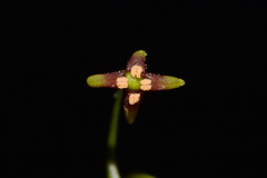 Croomia pauciflora
