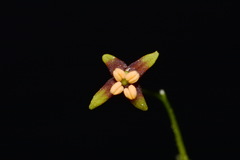 Croomia pauciflora