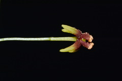 Croomia pauciflora