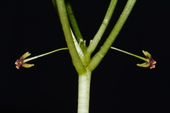 Croomia pauciflora