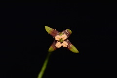 Croomia pauciflora