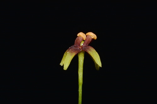 Image of Croomia pauciflora by (c) Brian Finzel, some rights reserved (CC BY-SA)