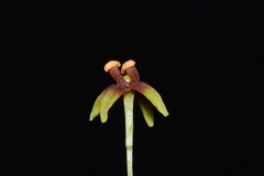 Croomia pauciflora