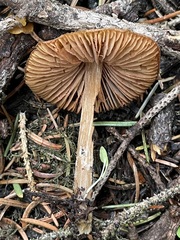 Entoloma hirtipes