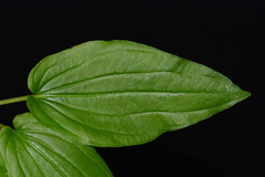 Croomia pauciflora