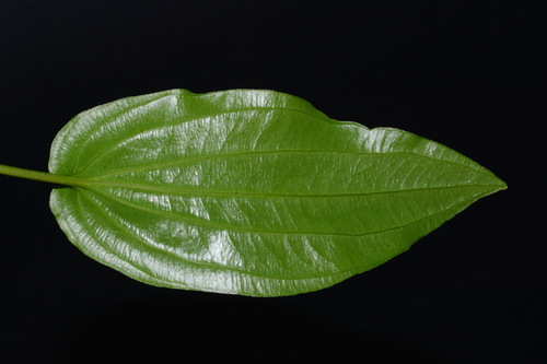 Image of Croomia pauciflora by (c) Brian Finzel, some rights reserved (CC BY-SA)