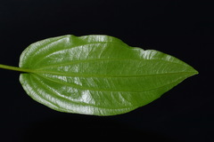Croomia pauciflora