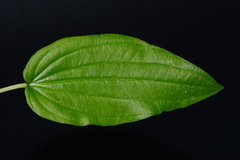 Croomia pauciflora