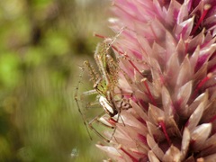 Peucetia formosensis