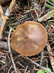 Entoloma hirtipes