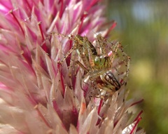 Peucetia formosensis