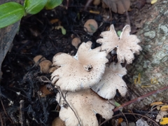 Candolleomyces tuberculatus