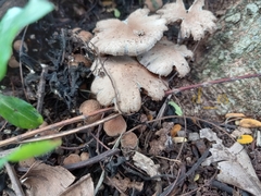 Candolleomyces tuberculatus