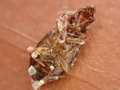 Philophlaeus luculentus
