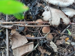 Candolleomyces tuberculatus