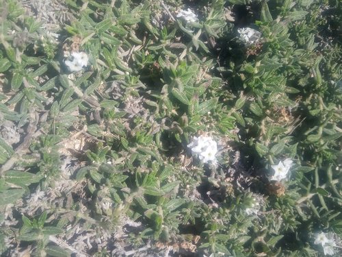 Euploca humilis (Euploca humilis)