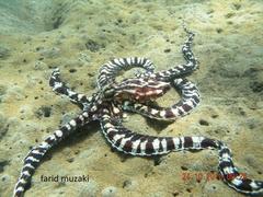Thaumoctopus mimicus