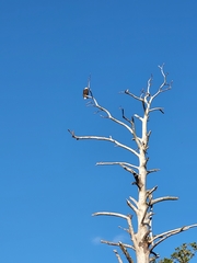 Haliaeetus leucocephalus leucocephalus
