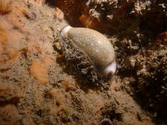 Naria miliaris