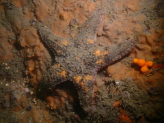 Gymnanthenea difficilis