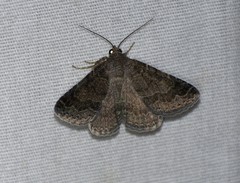 Matigramma pulverilinea