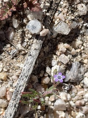 Gilia cana