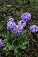 Primula denticulata