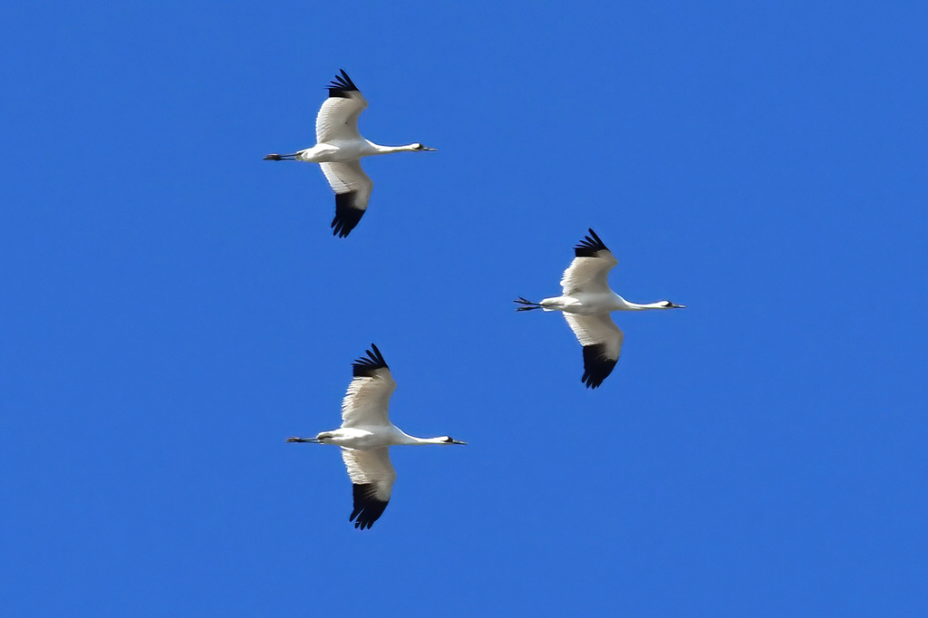 Whooping Crane In March 2022 By Todd Fitzgerald It Was A GOOD Day A   Large 