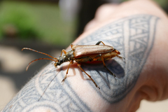 Stenocorus meridianus