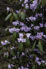 Rhododendron wallichii