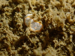 Diaphorodoris