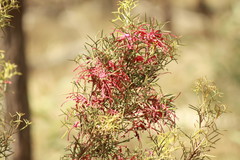 Hakea purpurea