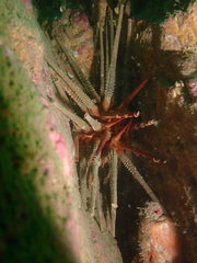 Prionocidaris baculosa image