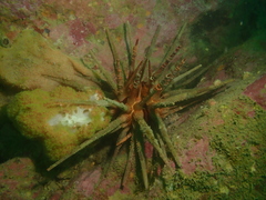 Image of Prionocidaris baculosa