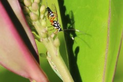 Glabridorsum stokesii