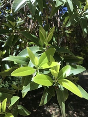 Platanaceae