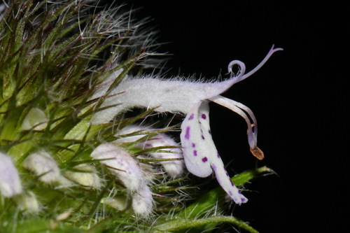 Image of Blephilia woffordii by (c) Brian Finzel, some rights reserved (CC BY-SA)