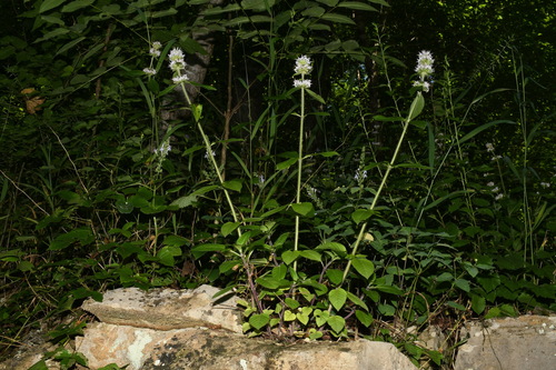 Image of Wofford's wood mint by (c) Brian Finzel, some rights reserved (CC BY-SA)