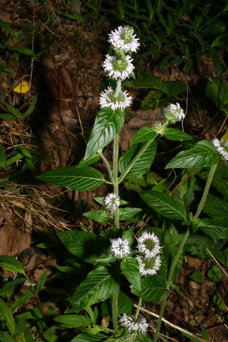 Image of Blephilia woffordii by (c) Brian Finzel, some rights reserved (CC BY-SA)