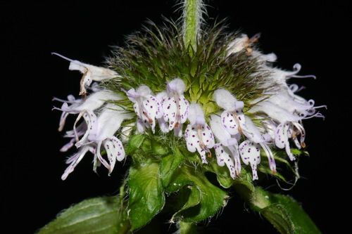 Image of Wofford's Wood Mint (Blephilia woffordii) by (c) Brian Finzel, some rights reserved (CC BY-SA)