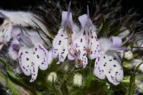 Image of Blephilia woffordii by (c) Brian Finzel, some rights reserved (CC BY-SA)