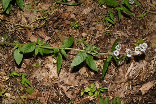 Image of Wofford's Wood Mint (Blephilia woffordii) by (c) Brian Finzel, some rights reserved (CC BY-SA)