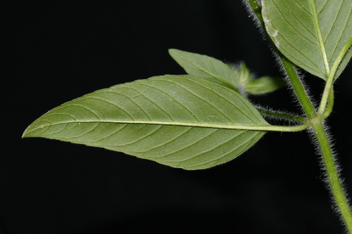 Image of Wofford's wood mint by (c) Brian Finzel, some rights reserved (CC BY-SA)